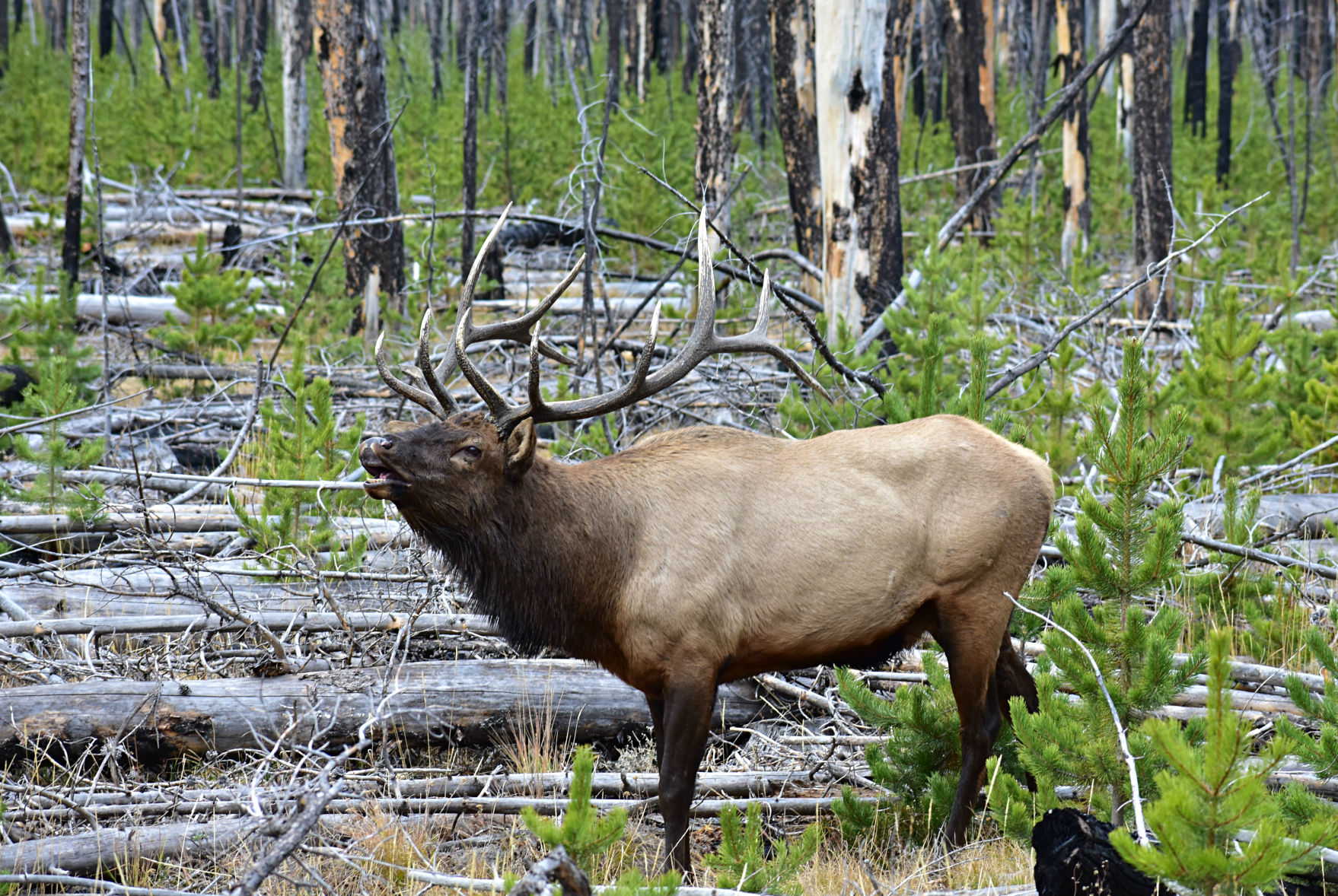 yellowstone1.jpg